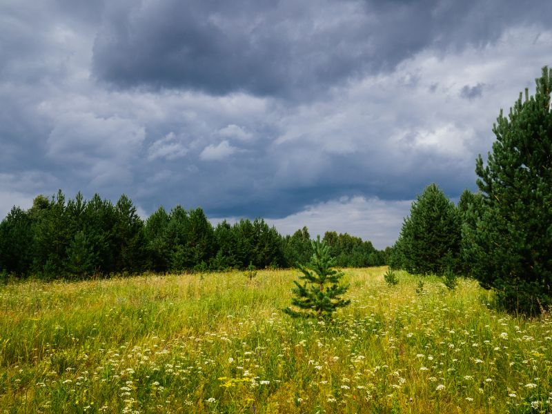 Ground Clearing in Cumming, GA
