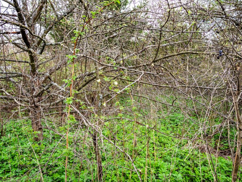 Brush and Underbrush Clearing