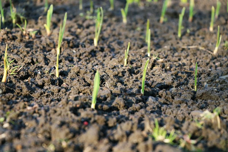 Land Grubbings in Spring